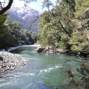 PARAÍSOS DEL MUNDO: UN RECORRIDO VIRTUAL DE AVES QUE CONVIVEN EN EL PARQUE NACIONAL LOS ALERCES