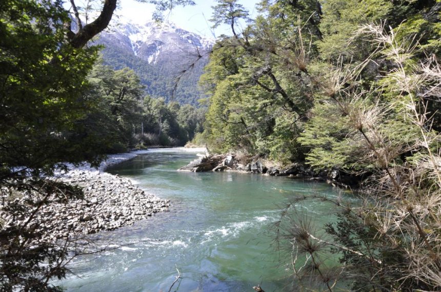 PARAÍSOS DEL MUNDO: UN RECORRIDO VIRTUAL DE AVES QUE CONVIVEN EN EL PARQUE NACIONAL LOS ALERCES