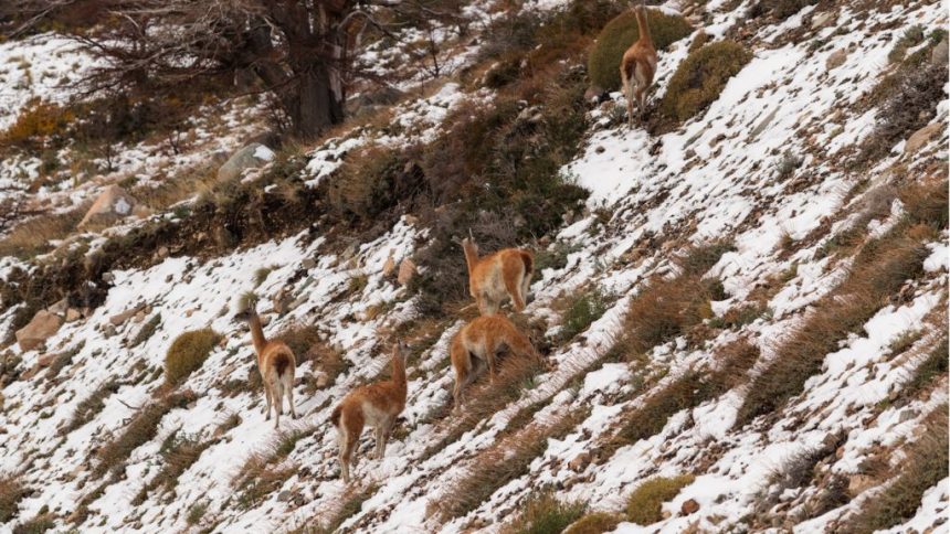 PARAÍSOS DEL MUNDO: GUANACOS EN LA PRIMERA NEVADA DEL AÑO CAMINO A LA HOYA