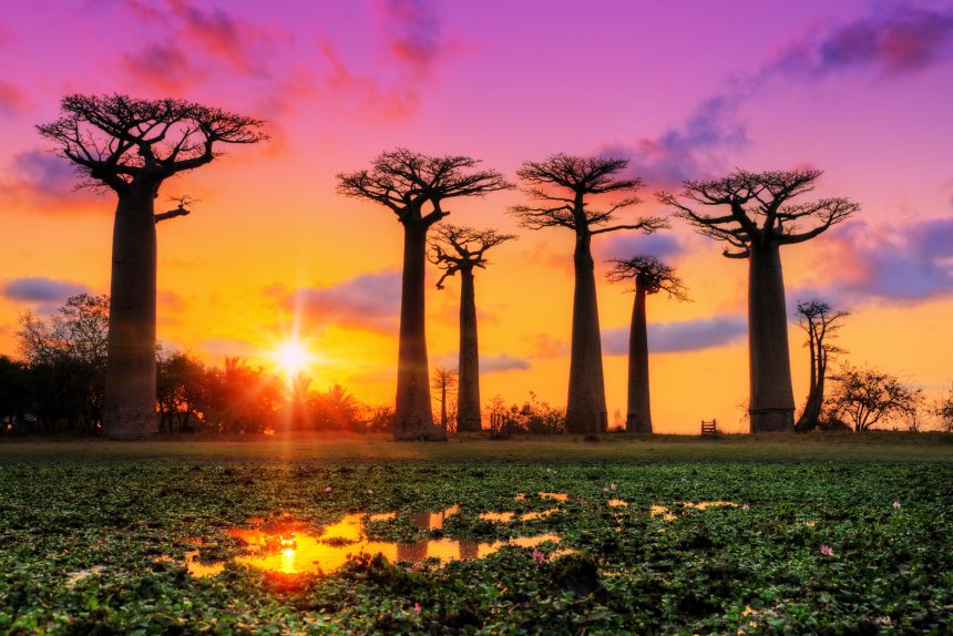 Madagascar, la imponente isla africana que fue refugio de piratas que escondían  sus botines. Con sus costas bañadas por el Índico, mezcla de religiones, lenguas, tradiciones; con una población de ojos rasgados y vestimenta asiática, junto a personas de tez negra y aire africano. Una identidad propia irrepetible
