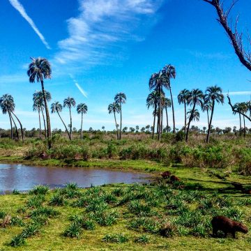 Palmera Yatay, emblemática en Colón, Entre Ríos, la otorga el nombre a un Parque Nacional de suma importancia en esa región mesopotámica argentina. Sus frutos son utilizados para platos, panes, jaleas y licores