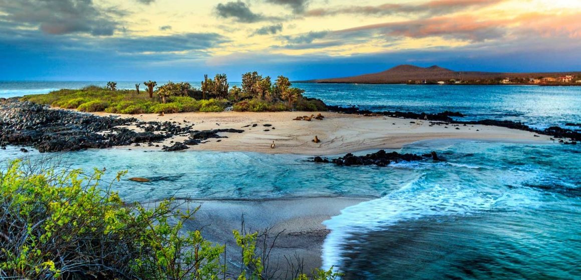 Islas Galápagos, un archipiélago perteneciente a Ecuador que contiene una variedad increíble de especies en fauna y flora. Es la «tierra prometida» para conocer de cerca a sus reptiles y tortugas gigantes, que son la insignia de esas ínsulas rodeadas de océano, sobrecargadas de belleza natural, en las que el científico y naturista Charles Darwin se basó para su teoría de la evolución