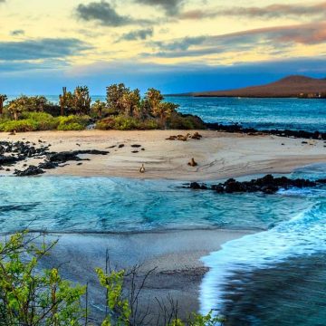 Islas Galápagos, un archipiélago perteneciente a Ecuador que contiene una variedad increíble de especies en fauna y flora. Es la «tierra prometida» para conocer de cerca a sus reptiles y tortugas gigantes, que son la insignia de esas ínsulas rodeadas de océano, sobrecargadas de belleza natural, en las que el científico y naturista Charles Darwin se basó para su teoría de la evolución
