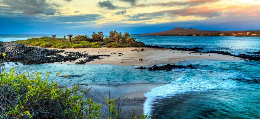 Islas Galápagos, un archipiélago perteneciente a Ecuador que contiene una variedad increíble de especies en fauna y flora. Es la «tierra prometida» para conocer de cerca a sus reptiles y tortugas gigantes, que son la insignia de esas ínsulas rodeadas de océano, sobrecargadas de belleza natural, en las que el científico y naturista Charles Darwin se basó para su teoría de la evolución