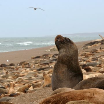 En el sur de Argentina existe el Parque Natural Provincial Monte Loayza, un lugar sobresaliente del litoral Atlántico, en el que se destaca su riqueza botánica, faunística y un importante yacimiento arqueológico; en su costa aparece el principal asentamiento de lobos marinos de un pelo