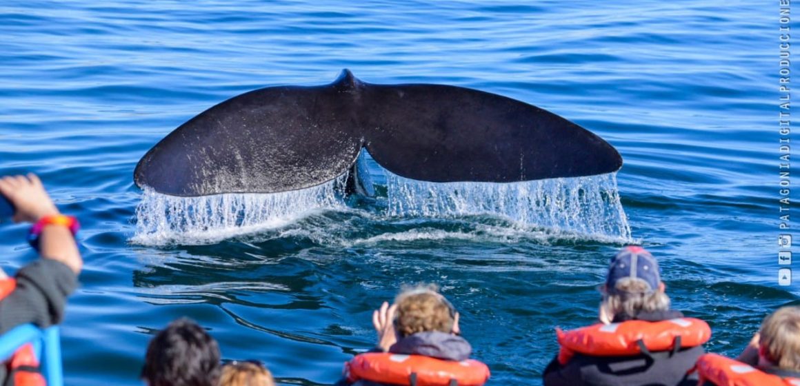 Sur de Argentina: Puerto Pirámides propone nuevos circuitos que vinculan la naturaleza con el Patrimonio Inmaterial de su su pueblo