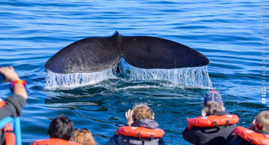 Sur de Argentina: Puerto Pirámides propone nuevos circuitos que vinculan la naturaleza con el Patrimonio Inmaterial de su su pueblo