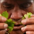 El ritual de «La lectura de hojas de coca»: de origen ancestral andino, es una ceremonia donde un chamán interpreta el significado en la vida de uno sobre cuestiones de salud, amorosas y laborales