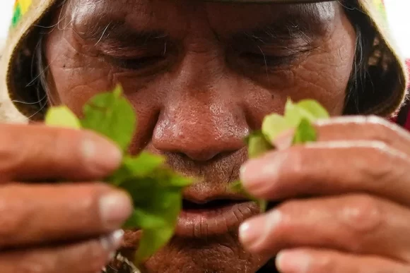 El ritual de «La lectura de hojas de coca»: de origen ancestral andino, es una ceremonia donde un chamán interpreta el significado en la vida de uno sobre cuestiones de salud, amorosas y laborales